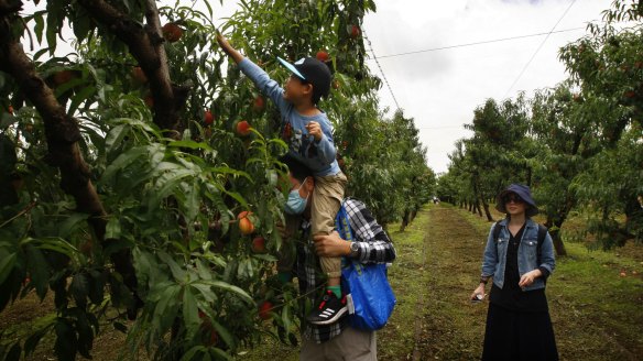 A family picks fruit at Bilpin Fruit Bowl. 