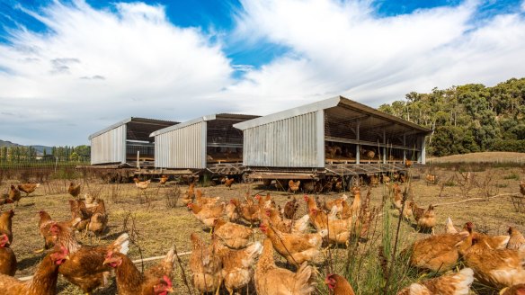 Free-range chickens at Bullfrog Gully Produce in Gormandale, Victoria.