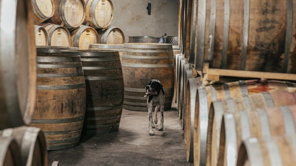 One of the cellar door dogs at Cupitt's Estate, Ulladulla. 