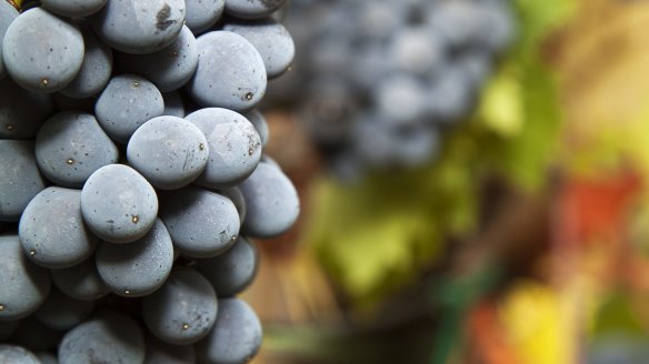 A ripe bunch of sangiovese grapes.