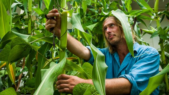 Ryan Lungu checks the maize in the garden.