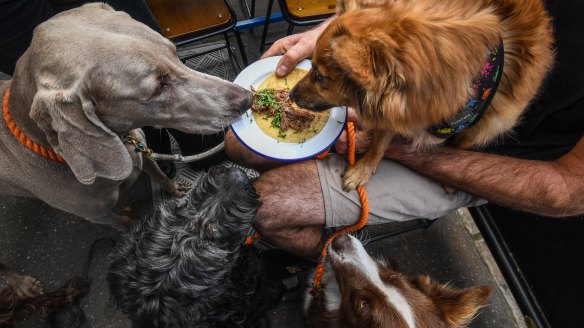 Dogs Captain, Ilsa, Nikki and Allan dine out at Little Hop. 