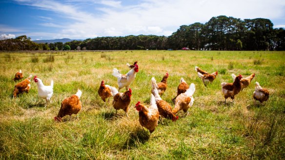 No hormones in sight: Chickens roam in a paddock near Clarkefield in Victoria.