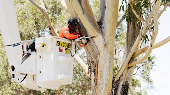 A contractor removing trees at Sydney Park to make way for the WestConnex motorway.