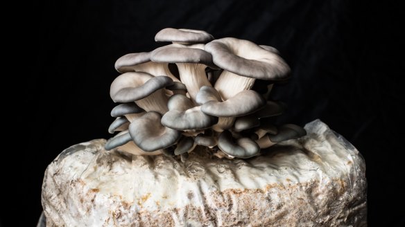 Blue oyster mushrooms grown by Jason Crosbie.