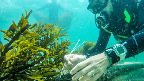 The crayweed "have lots of sex" once they are transplanted on bare reefs.