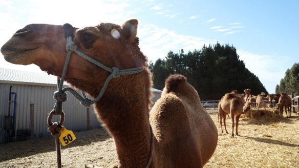 Camels stand in a pen at the Good Earth Dairy camel dairy farm.