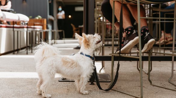 Teller's dog-friendly beer garden.