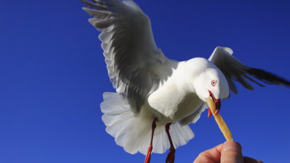 Research shows that with a human staring at them seagulls took longer to approach a bag of chips. 