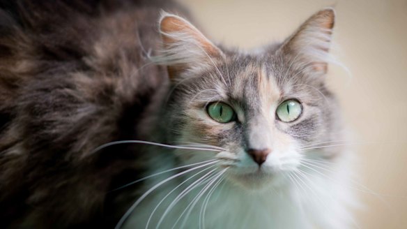 The only unfunny cat in the history of the world and it's moulting too
