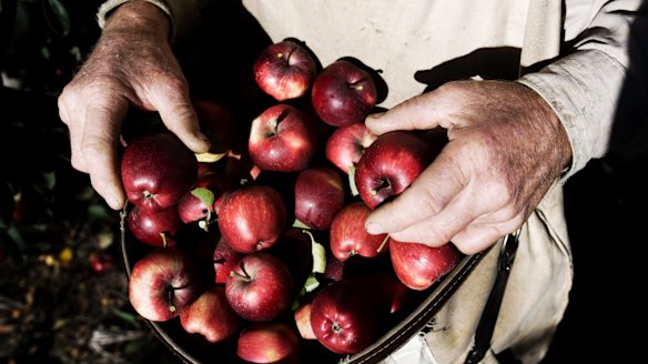 Backpackers - who typically are hired to fill low-skilled jobs during labour shortages at peak times - only make an average $15,000 during their stay, the NFF says.