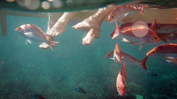 Heron Island: A laidback escape for nature lovers.