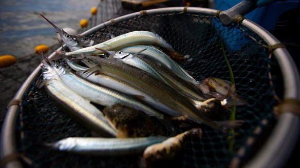 Garfish being hauled in at Corner Inlet, Victoria.