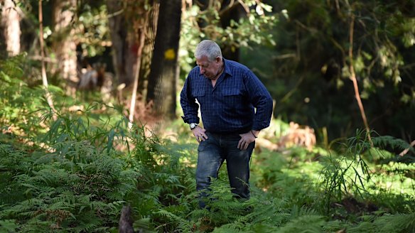 Mark Leveson searches the bushland in the Royal National Park on Wednesday.