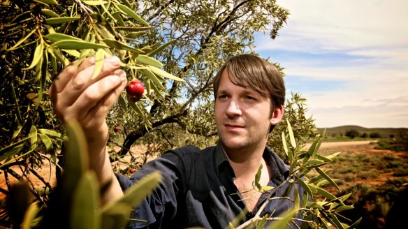 Danish chef Rene Redzepi forages for quandongs on a visit to South Australia.