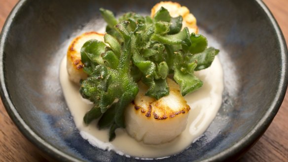 Chef Zonfrillo serves scallops with beach succulents at Orana restaurant, Adelaide.