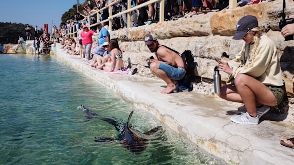 The juvenile great white shark at at Fairy Bower pool.