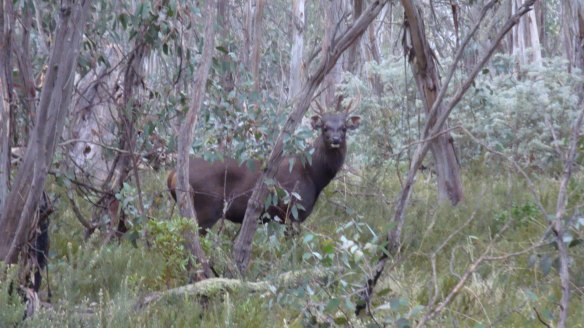 A sambar deer spotted in Namadgi National Park in ACT.