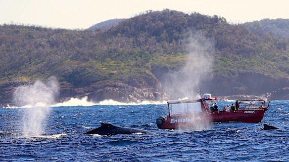 Whale watching at Port Stephens.