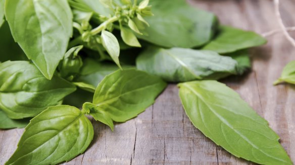 Basil is an easy herb to grow.