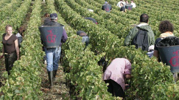 Workers participate in the harvest of red wine grapes, at Chateau Haut-Brion, in Pessac, near Bordeaux, southwestern France. Friday, September 15, 2006. Photographer : Caroline Blumberg/Bloomberg News Workers participate in the harvest of red wine grapes, at Chateau Haut-Brion, in Pessac, near Bordeaux, southwestern France.