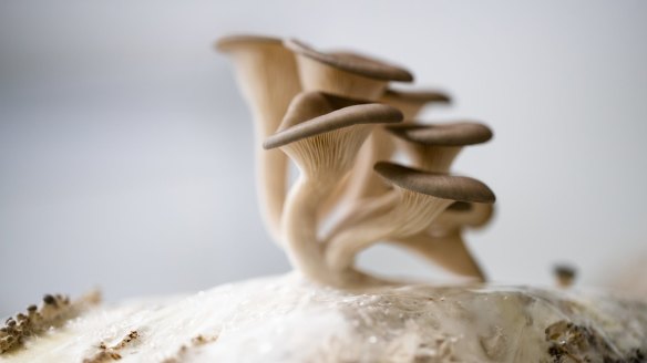 Pearl oyster mushrooms grown at Stix.