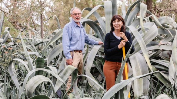 Black Snake Distillery owners Rosemary Smith and Stephen Beale surrounded by agave.