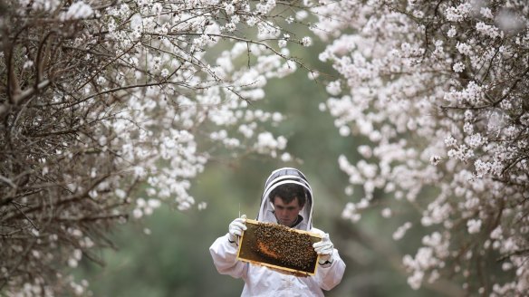 Ben Goldsworthy of Beechworth Honey, at an almond farm. Bees play an important role in pollination.