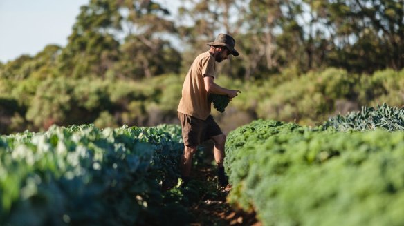 Southern Highlands farm, cafe and pop-up restaurant Moonacres.