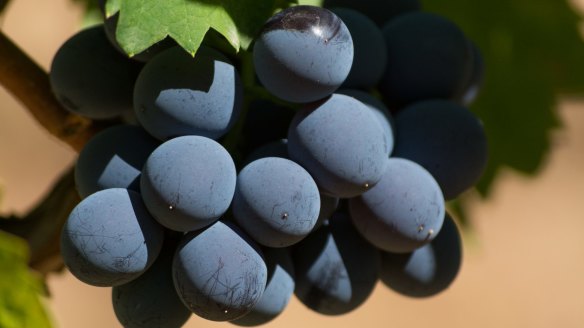 Grenache grapes ripe on the vine. 