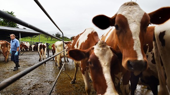 Dairy Farmer Tony Biffin in the yards during milking. 