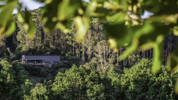 Cape Byron distillery, in Byron Bay's hinterland, is surrounded by a subtropical rainforest. 
