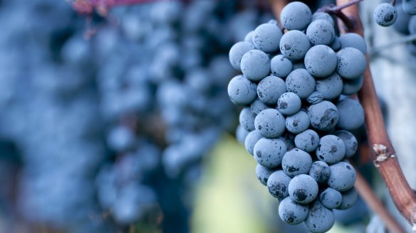 Pinot noir grapes.