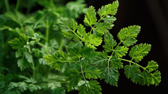 Fresh chervil (Anthriscus cerefolium) looks like parsley only with finer, more fernlike leaves.