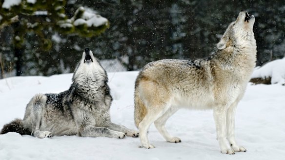 In search of the Yellowstone wolves