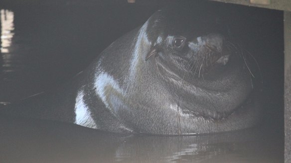 Salvatore the Australian fur seal under his favourite pier in the Maribyrnong River in September 2016.