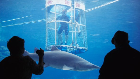 Shark cage diving.