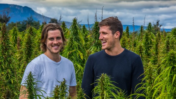 Former school chums, now business partners, Nathan McNiece and Tim Crow amid their Tasmanian hemp crop. 
