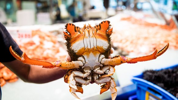 A spanner crab waves his salutations at the Sydney Fish Market. 