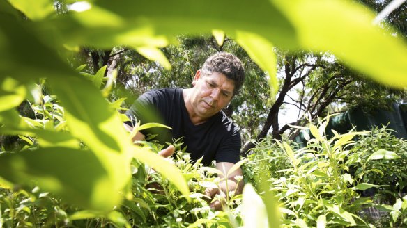 Peter Cooley, First Hand Solutions co-founder, in the IndigiGrow bush foods nursery at La Perouse Primary School.