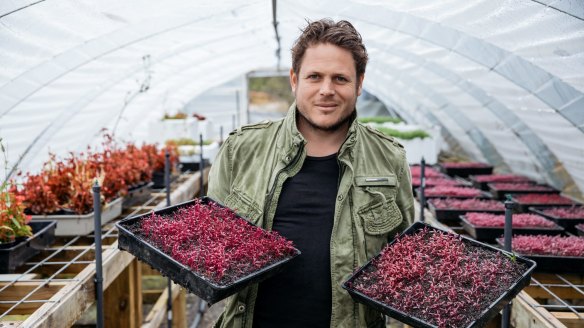 Viles with some amaranth in Biota's polytunnel.