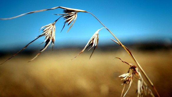 Kangaroo grass, a common native perennial.