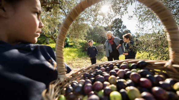 Stephanie Alexander and Altona Meadows Primary School students grade four students (L-R) Marcia Wilson, Connor Ebsworth and Lachlan Marshall pick olives at Rose Creek Estate in Keilor East. 