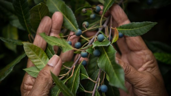 Aunty Beryl holds native blueberry ash berries.