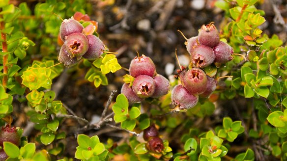 Muntrie berries have an aromatic apple flavour.