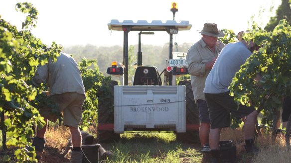 A Brokenwood vineyard during vintage in 2019.