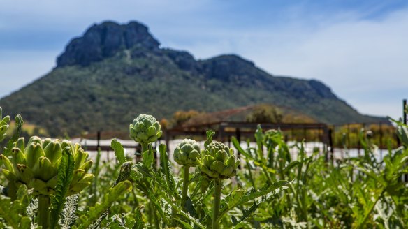 The view of Mount Sturgeon from the kitchen garden. 