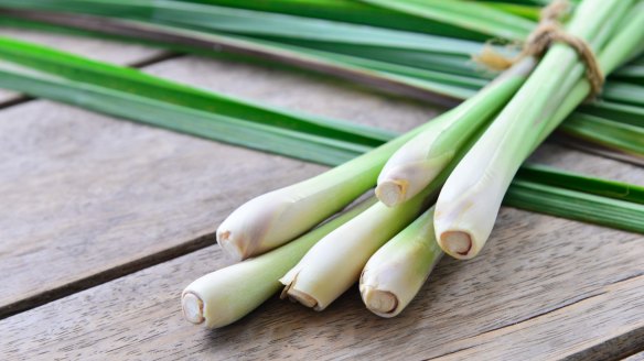 Lemongrass is part of a family of aromatic grasses found in tropical climates.