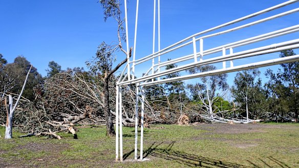 Sodden ground, strong winds led to trees across Canberra falling during ...