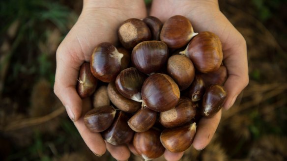 Use your fingernails to remove the skin from chestnuts.